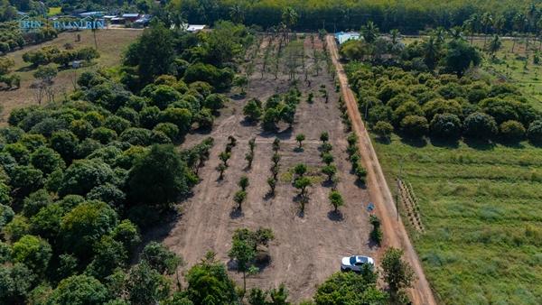 ขายที่ดินเปล่า พร้อมสวนมะม่วง 180 ตร.ว. / 199,999 บ.  097 446 4446 2