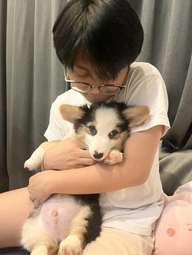 ลูกสุนัข Corgi สามสี 3