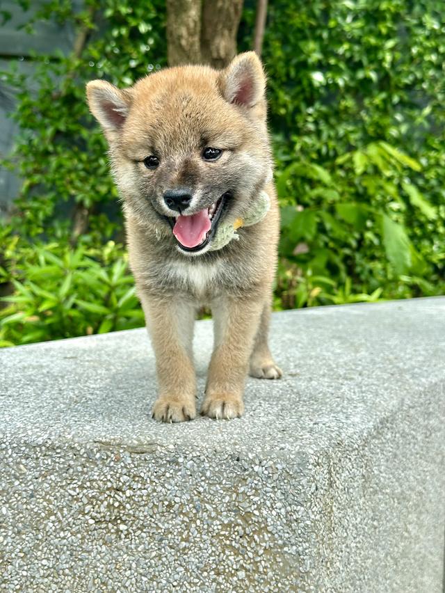 ชิบะอินุ Shiba