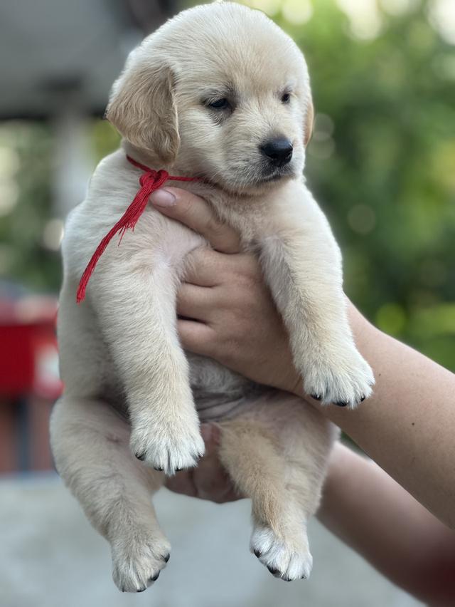 โกลเด้นรีทีฟเวอร์แท้ รูปที่ 5