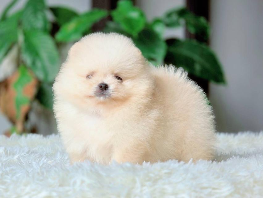 ปอมเมอเรเนียนแท้ เพศเมีย พร้อมย้ายบ้าน รูปที่ 2