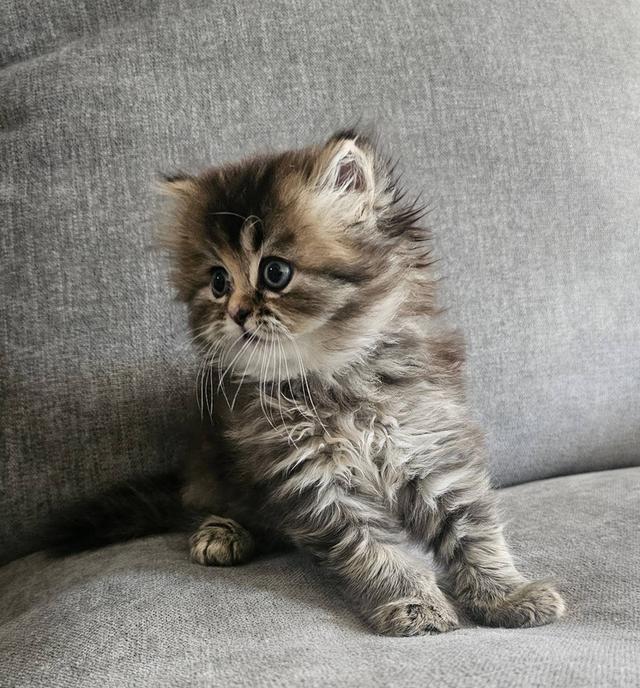 สก็อตติชโฟลด์ ฟูฟูจัง