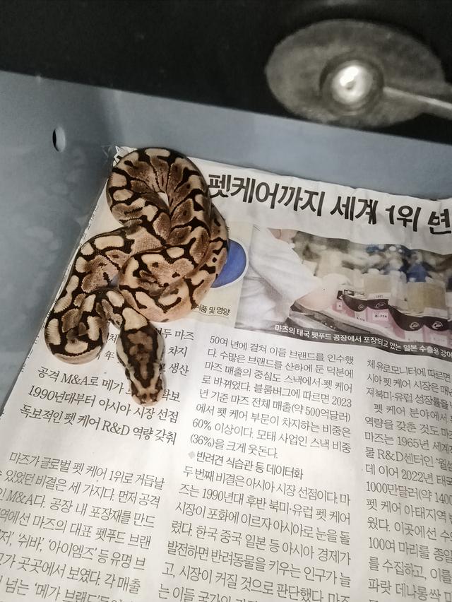 งูball python for pet
