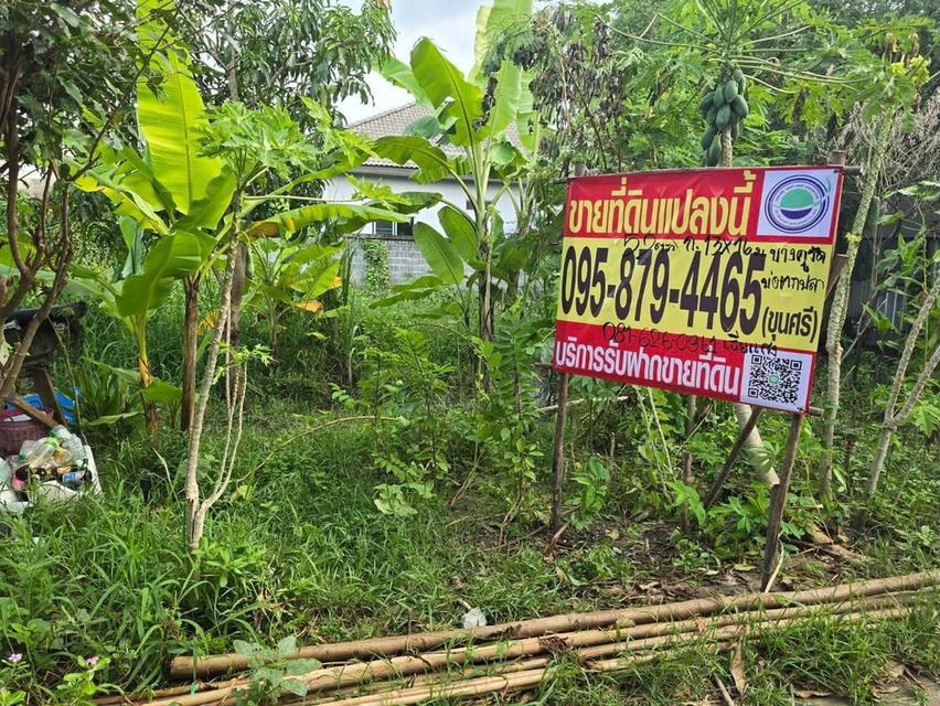 ขายด่วนที่ดิน 52 ตรว ติดถนนลาดยางสาธารณะ ถมแล้ว ต.บางคูรัด อ.บางบัวทอง จ.นนทบุรี 2