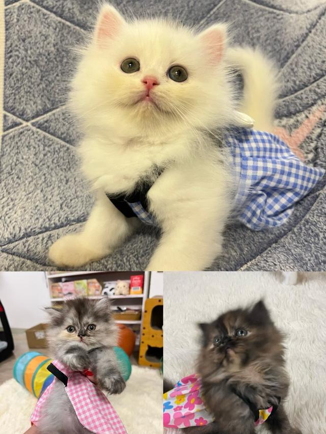 แมวเปอร์เซีย แมวสีขาว