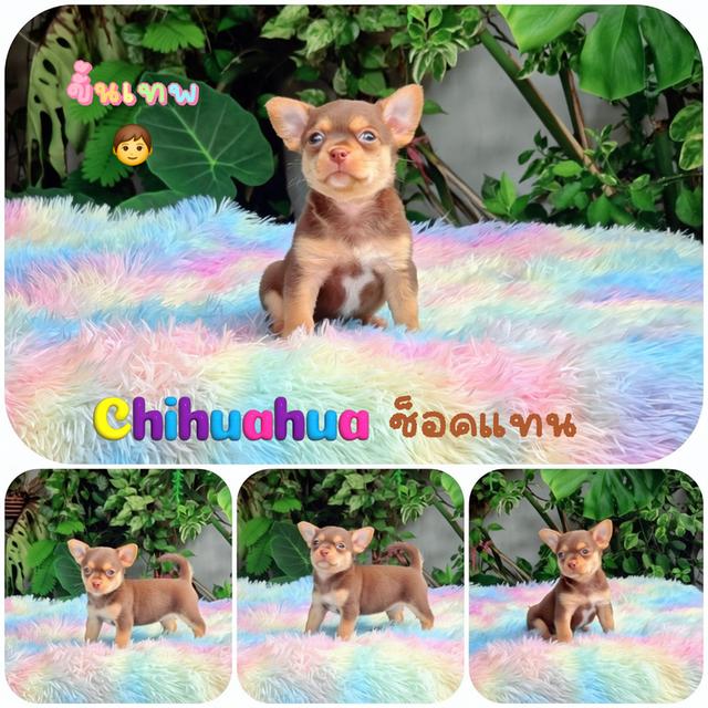 ชิวาวาขนสั้นสีช็อคเพศผู้