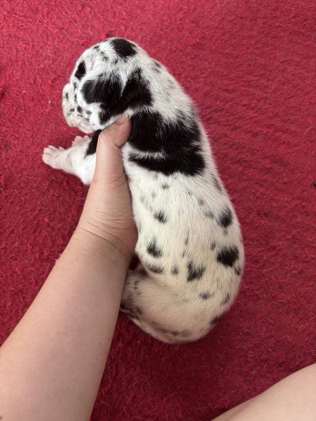 Greatdane ลูกสุนัขเกรทเดน โทรติดต่อ 064 7927107 รูปที่ 3