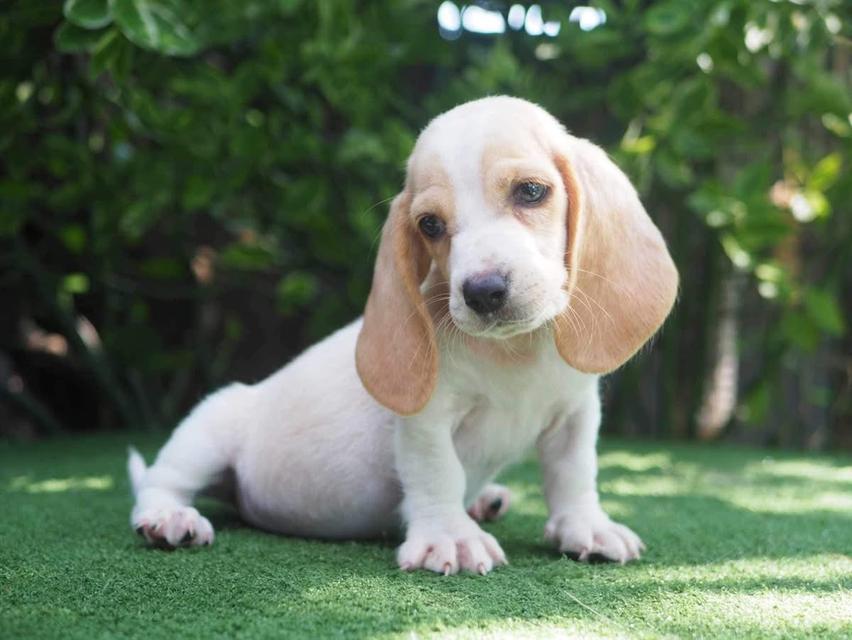 ขายด่วนมากน้องหมา Basset Hound