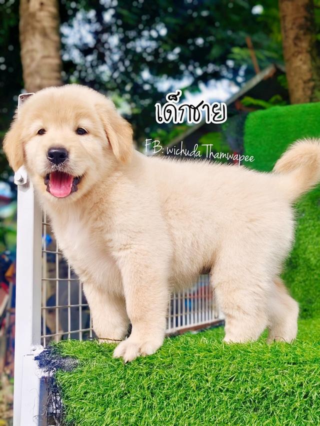 🦮โกลเด้นรีทรีฟเวอร์สายพันธุ์แท้