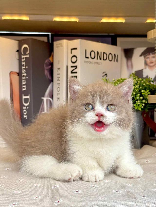 น้องแมวขาสั้น