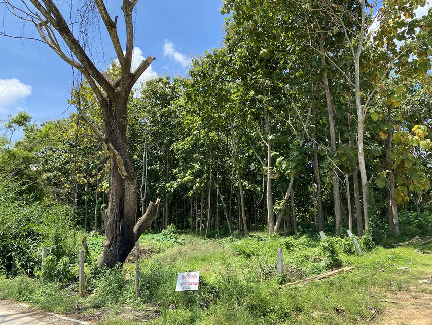 ที่ดินใกล้เส้นทางรถไฟความเร็วสูงสายใหม่เด่นชัยเชียงของพร้อมต้นสักอายุ 15-20 ปี 1
