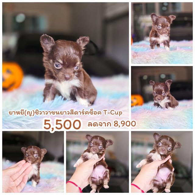 Chihuahua ชิวาวาขนยาวสีช็อคไซส์ทีคัพ