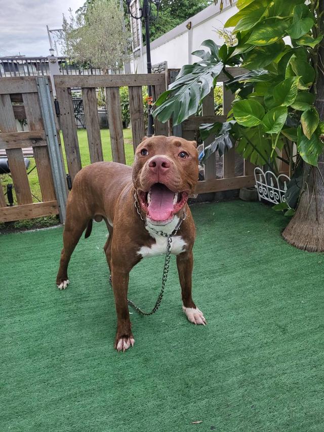 สุนัขสายพันธุ์ concept dog / American Bandog