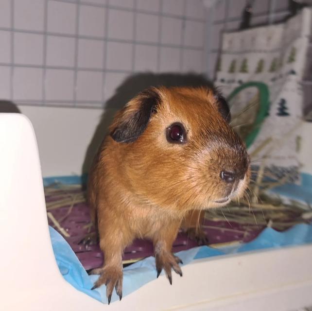 หนูแกสบี้ อเมริกันช็อตแฮร์ American Short-haired Guinea pig 3