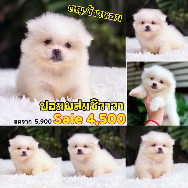 ชิวาวาผสมปอม สีขาวและครีม