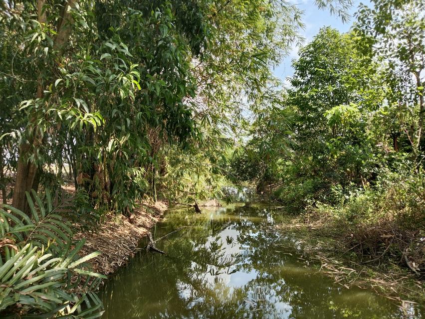 ขายบ้านสวน2ไร่ คลองหก คลองหลวง ปทุมธานี เส้นเดียวกับ ม.ราชมงคลคลองหก 15