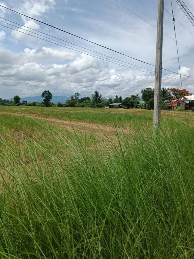 ขายที่ดิน 14 ไร่ 37 ตร.ว. ติดถนน โฉนดครุฑแดง พร้อมโอน ใกล้สถานที่ท่องเที่ยว  อำเภอเวียงป่าเป้า จังหวัดเชียงราย 8