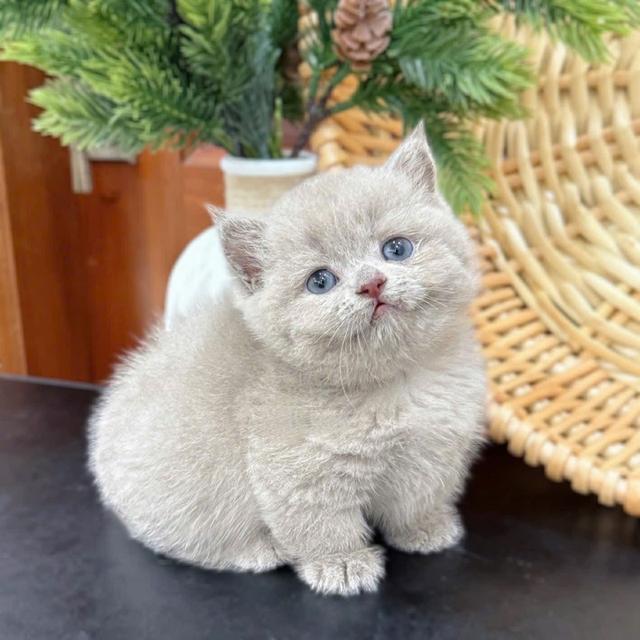 แมวมันช์กิ้น เด็กชาย 3