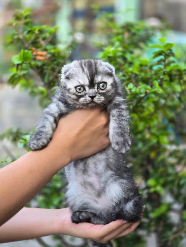 ส ก็ อ ต ติ ช โฟ ล ด์