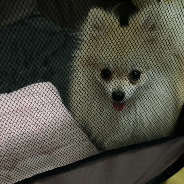 สุนัขปอมเมอร์เรเนี่ยน รูปที่ 1