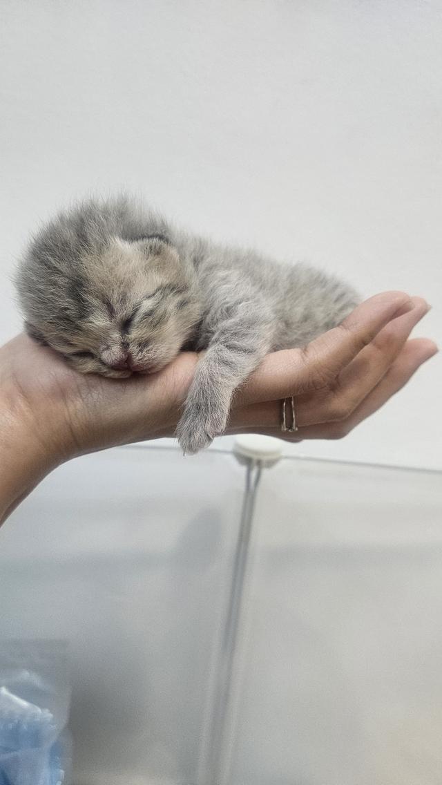 Scottish Fold สก็อตติชโฟลด์ แท้ 8