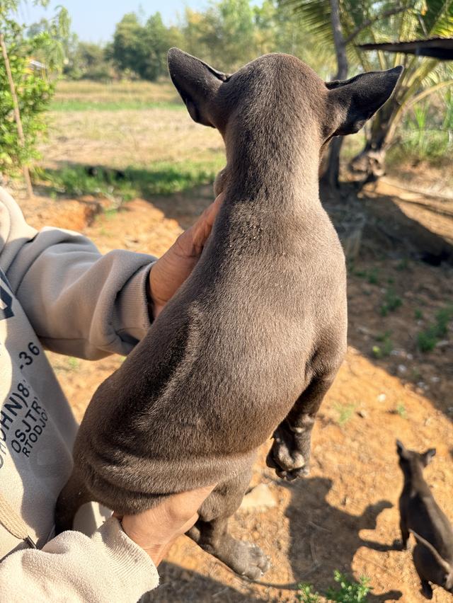 สุนัขไทยหลังอาน เลือด 100% รูปที่ 11