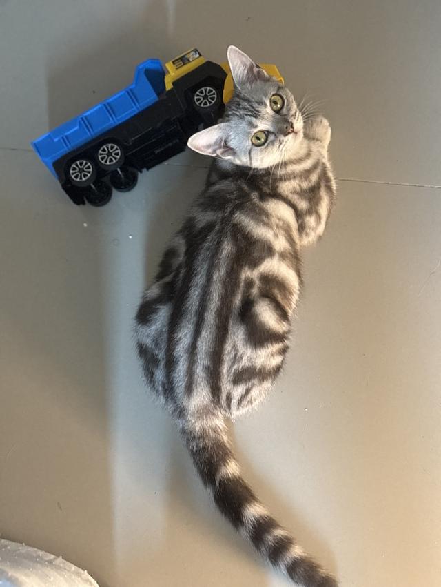 แมว อเมริกัน ช็อตแฮร์ รูปที่ 4