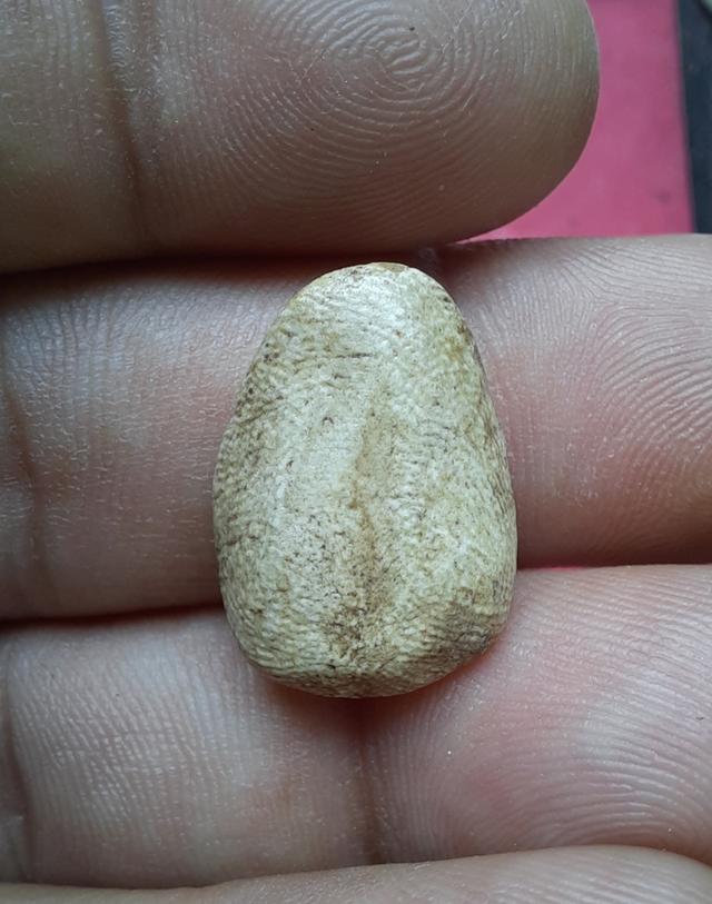 พระสังกัจจายน์ข้า เม็ดหลวงปู่ภูวัดอินทร์ รูปที่ 2