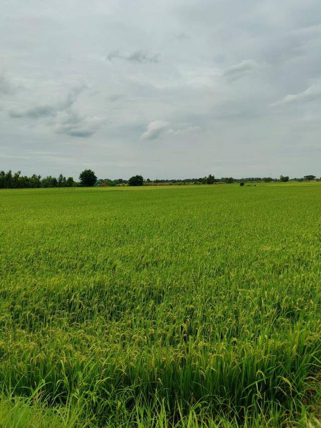 ขายที่ดินเปล่า ทำเลดีติดถนน ตำบลคลองสาม อำเภอคลองหลวง จังหวัดปทุมธานี 8