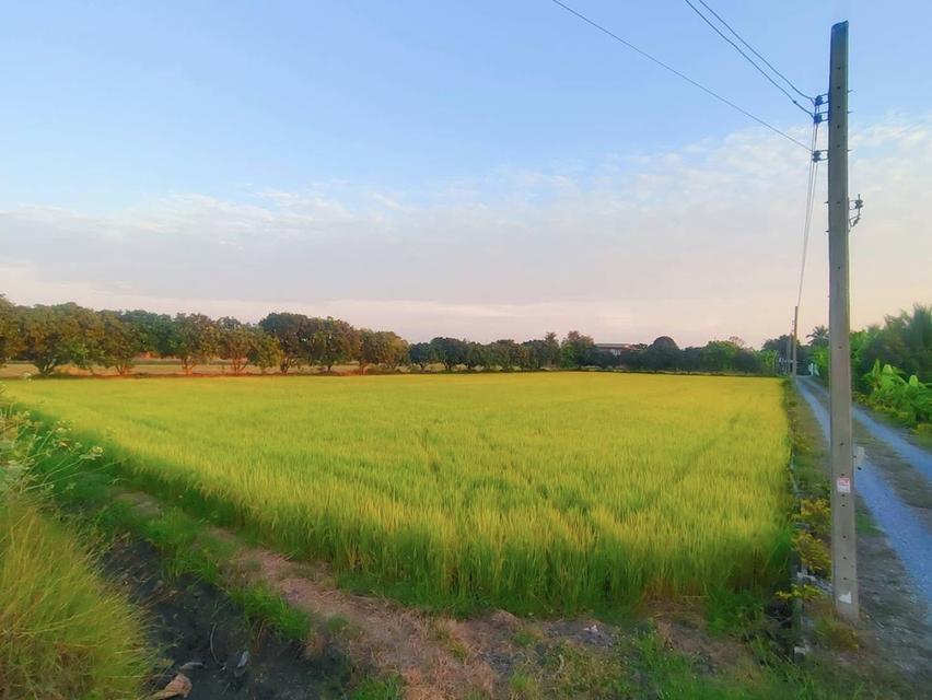 ที่ดิน 2-2-46 ไร่ ติดถนนใหญ่ อบต หนองเพรางาย ไทรน้อย นนทบุรี ถนนกว้าง 10 เมตร เหมาะสร้างโกดังสินค้า โรงงาน อู่รถยนต์ ศูนย์กระจายสินค้า สำนักงาน 3