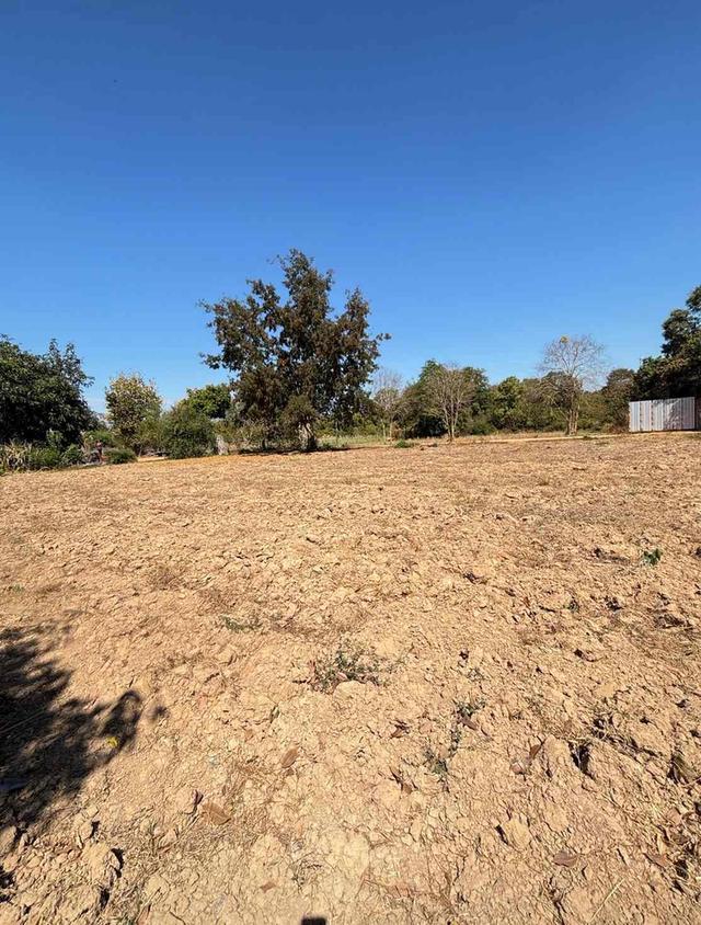 ขายที่ดินแปลงสวย ทำเลทอง อำเภอพนัสนิคม จังหวัดชลบุรี 4