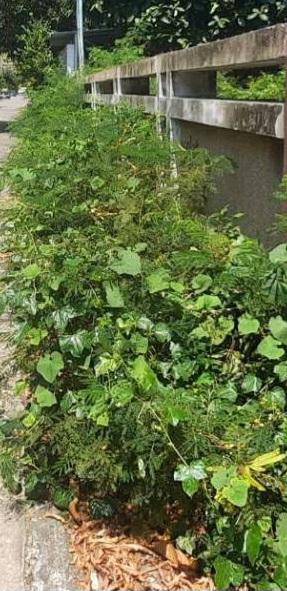 ขายที่ดิน พร้อมสิ่งปลูกสร้าง 1 ไร่ ถนนสุขุมวิท64 ที่ดินสวยหน้ากว้าง ติดถนนสองด้าน ไฟฟ้า ประปาพร้อมใช้ ทำเลดีมากใก้ลBTSปุณณวิถี ทางด่วน 1