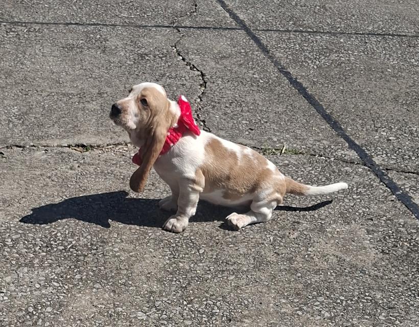 บาสเซ็ตฮาว์ดใบเพ็ดสมาคมพัฒนาพันธุ์สุนัข 11