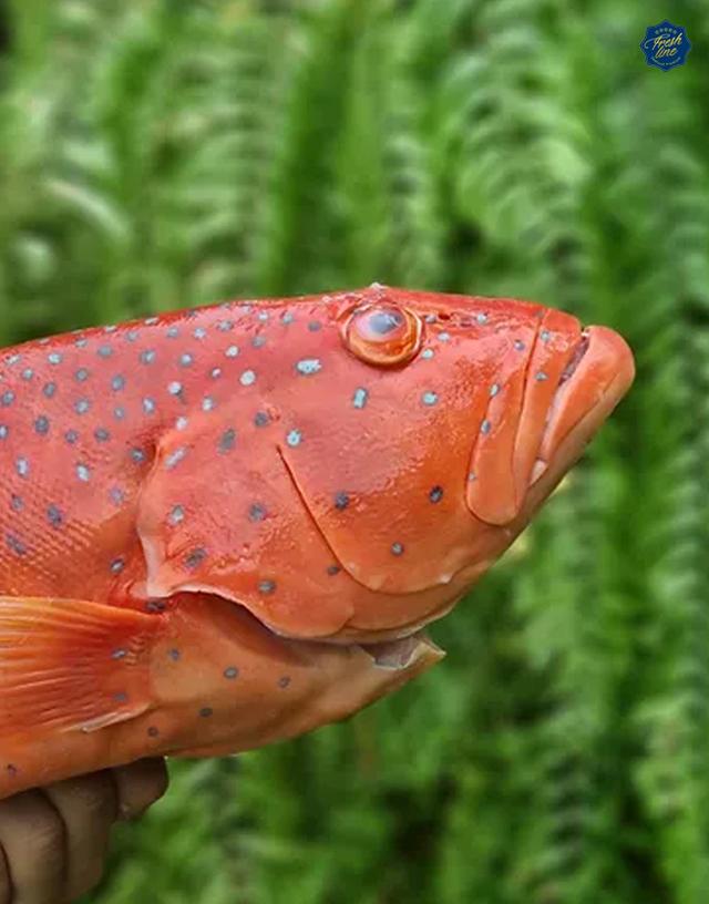ปลาเก๋าแดงแท้สดจากทะเล100%