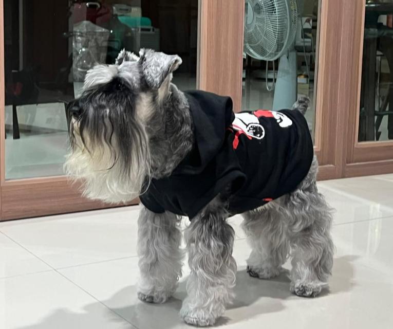 ขาย Schnauzer ขนยาวสวย 3