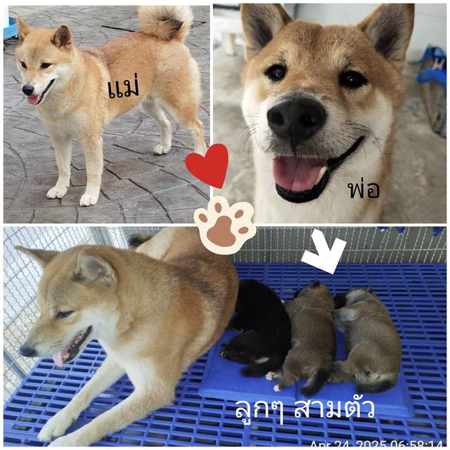 ลูกชิบะอินุ พันธุ์แท้ Shiba Inu ขายด่วน 6