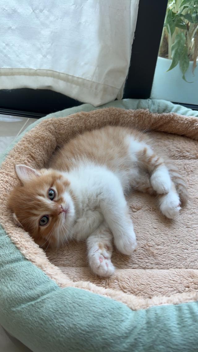 ด.ช ส้ม น้องเกิด 29/10/68 พร้อมย้ายบ้านค่ะ กินอาหารเม็ดได้แล้ว เข้ากับบ่าทรายเป็นแล้วค่ะ เลี้ยงระบบปิด