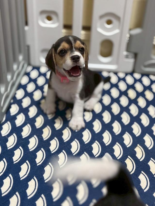 บีเกิ้ล (Beagle) Female ด.ญ 💯🏡 16