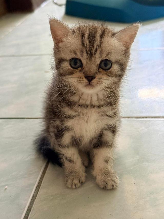 แมวพันธุ์อเมริกันช็อตแฮร์แท้!!