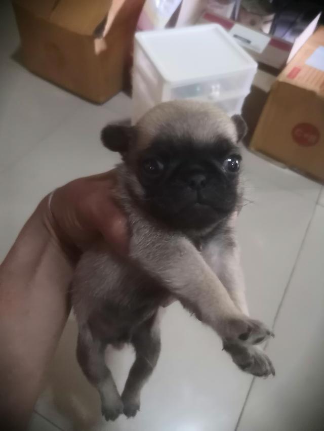 ลูกปั๊กเพษผู้​ว่าง2ตัว​ พร้อมย้ายบ้าน​แถวเดอะมอลล์​โคราชจ้า​ โทรอย่างเดียว0803766777