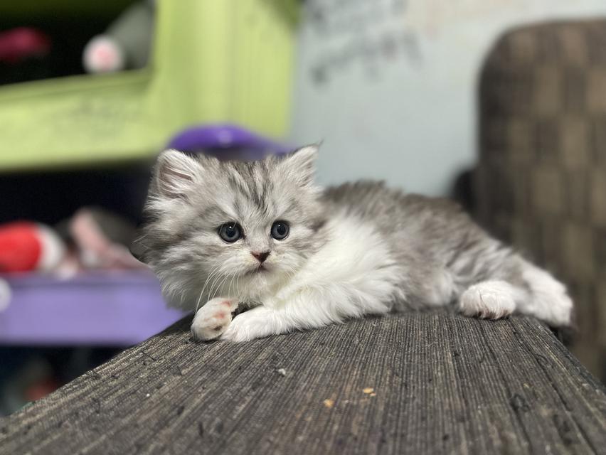 น้องเจ๊ไฝ(เพศเมีย)เกิด19/9/68 14