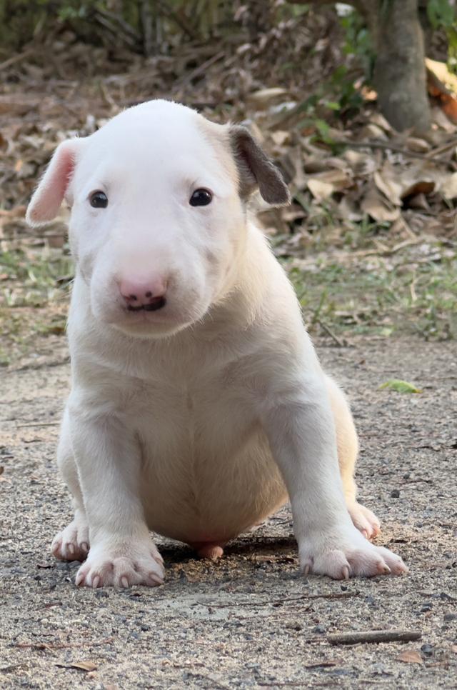 สุนัขบลูเทอเรีย Bullterrier std รูปที่ 5