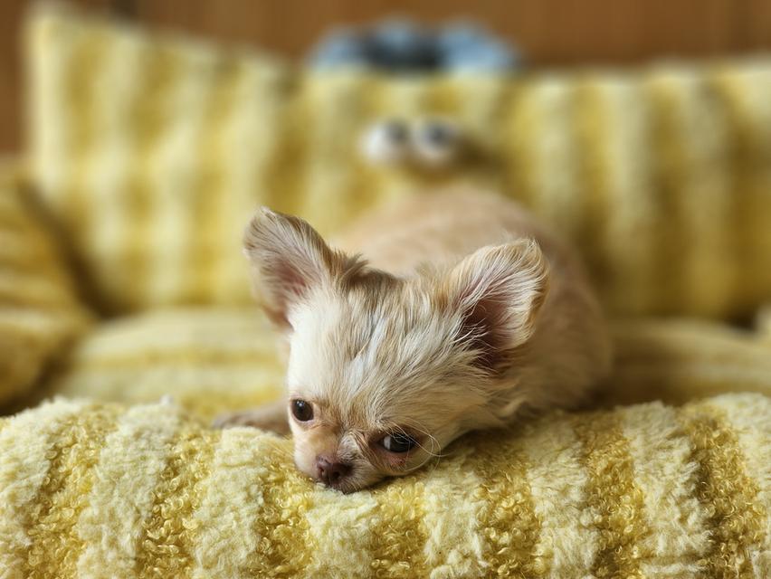 ชิวาวาไซส์จิ๋ว. วัคซีน 2 เข็มแล้ว. อยากมีบ้านคร๊าบบ สุขภาพแข็งแรง รับประกันโรคครับ 😊 รูปที่ 2