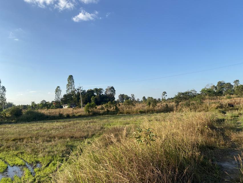 ที่ดิน11ไร่อยู่ถนน4เลนตัดใหม่กาฬสินธุ์-มุกดาหาร 17