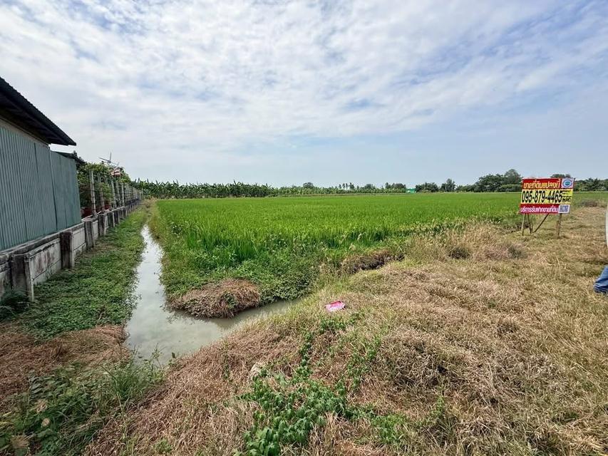 Vายด่วนที่ดินสร้างบ้านสวน 4 ไร่ ติดถนนหินคลุก อ.ลาดหลุมแก้ว จ.ปทุมธานี 2