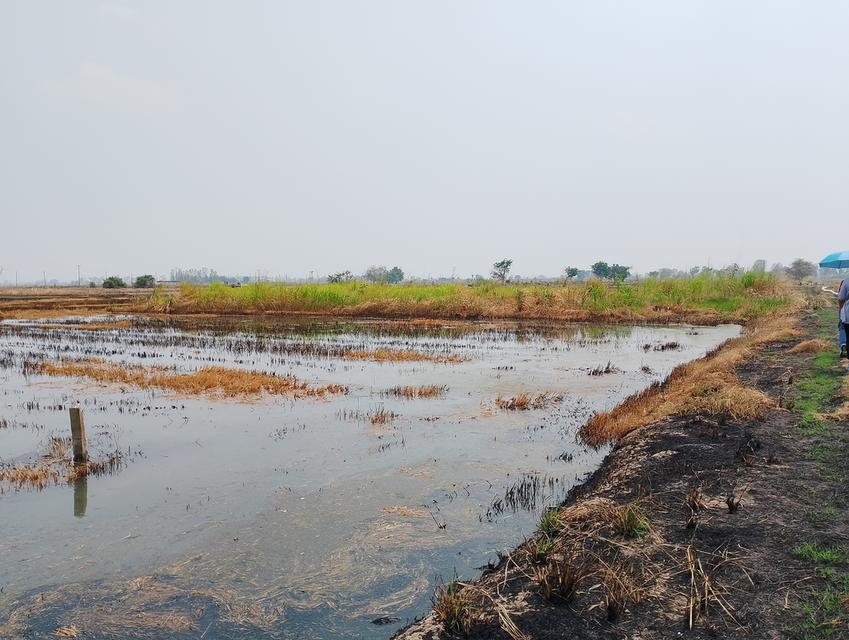 ที่ดิน1ไร่ ถมแล้ว2งาน โฉนดครุฑแดง 350000  ที่อำเภอบางระกำ บ้านบางชัน สนใจ'โทร 0617752496 4