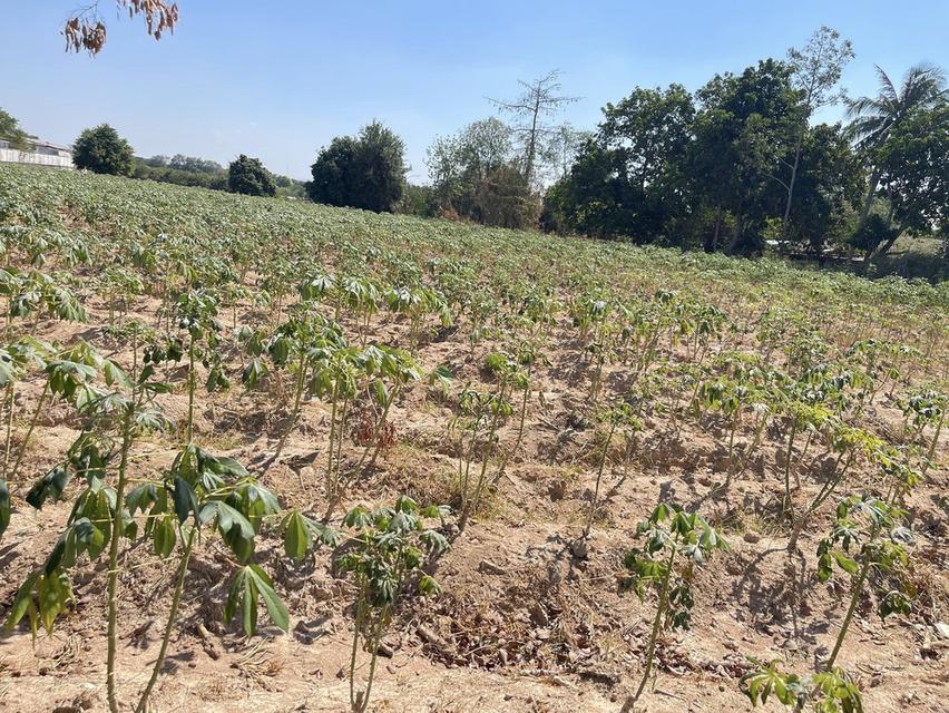 ขายที่ดินแม่น้ำคู้ 1 ไร่ ซอย5 ติดถนนลาดยาง ใกล้ตลาดป้าไสว-5กม. อ.ปลวกแดง ระยอง 2