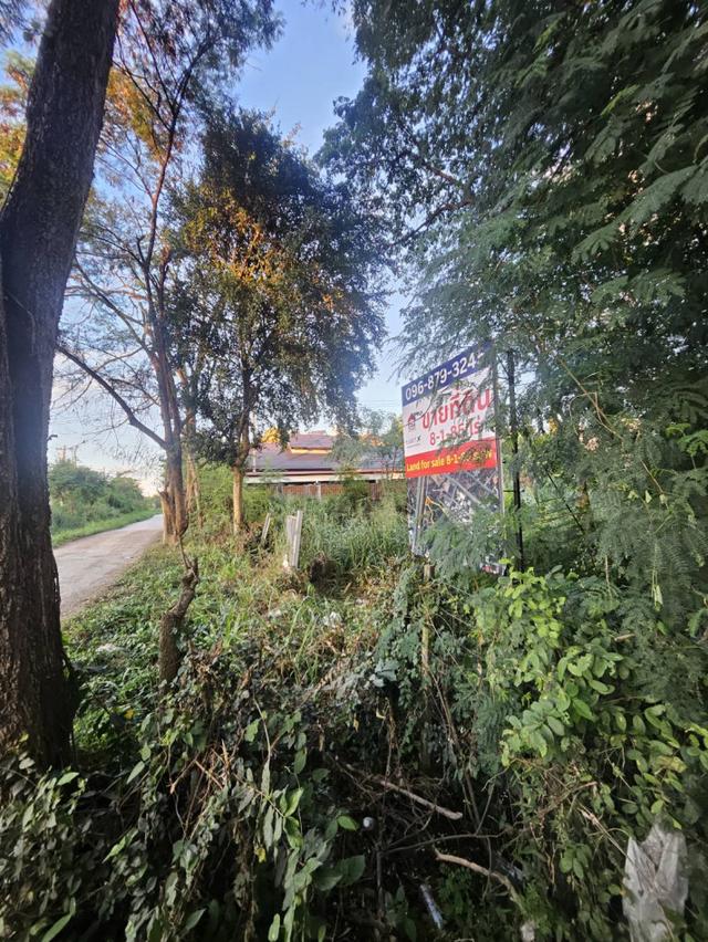 ขาย ที่ดินเปล่า เชียงใหม่ ถนนรอบเมืองเชียงใหม่ 8-1-85.1 ไร่ เหมาะทำ หมู่บ้าน บริษัท โกดัง 3