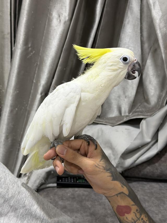 กระตั้วมิเดี้ยม Cockatoo medium เพศผู้ และเมีย รูปที่ 5