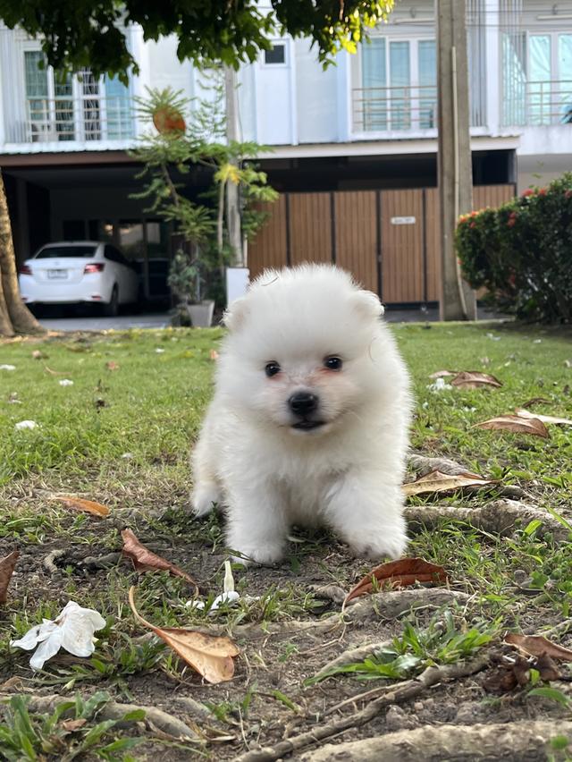 Japanese Spitz (สุนัขพันธุ์สปิตซ์ญี่ปุ่น)